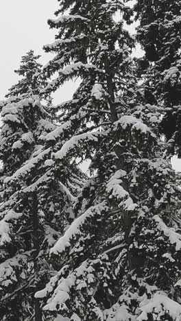 Vertical-Video-Of-Snow-Covered-Trees-On-Mountain-From-Ski-Chair-Lift-1